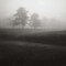 Fog Tree Study II Poster Print by Jamie Cook - Item # VARPDX5118